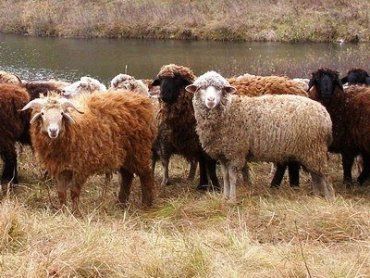В Раховском районе будет музей овцеводства