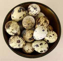Мукачево. Яйца перепелов чрезвычайно ценные своими целебными свойства