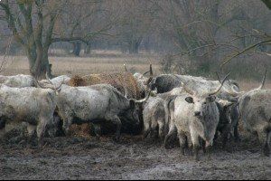 Szatmаr-Beregi Naturpark славится своим скотоводством