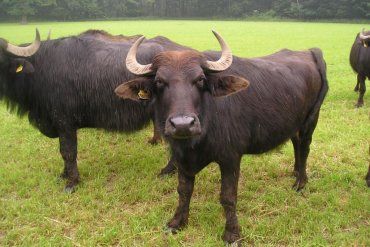В Украине осталось не более девяносто буйволов