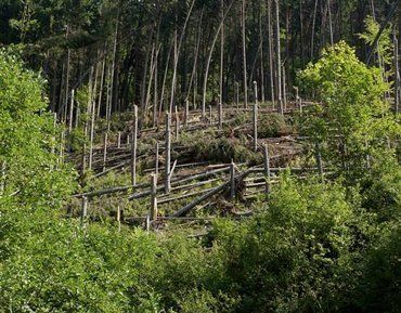 Ураган на Раховщине принес хлопот работникам леса