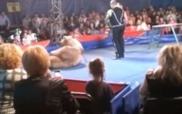 В Белой Церкви медведь напал на людей в цирке