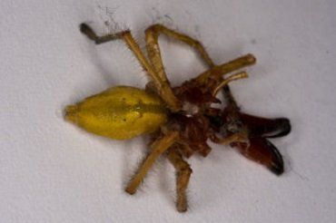 Опасные пауки все чаще кусают ужгородцев