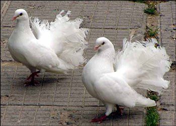 На виставці в Ужгороді було представлено близько 360 голубів 53 порід