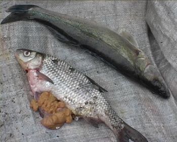 В Закарпатье запрещена весенняя ловля рыбы
