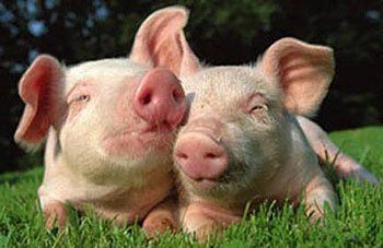 В Украину запретили ввозить свиней из России