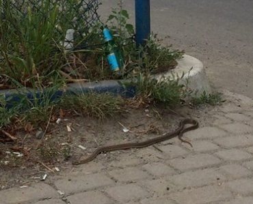 Возле Эпицентра в Ужгороде ползают змеи