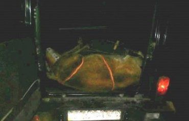 Ночью в Закарпатье задержали браконьеров с убитым оленем