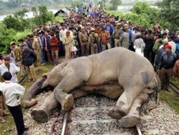 В Кении стадо слонов и поезд не поделили железную дорогу