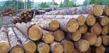 Прокуратура Львовщины проверяет законность экспортных схем относительно карпатской древесины.