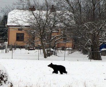 Медведь, которому от одного до двух лет, скорее всего, попал в Польшу с Украины
