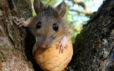 У митниці заявили, що миші з’їли 2 тони конфіскованих горіхів