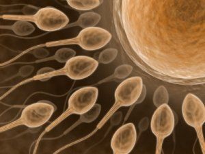 Ученые искусственно вырастили сперматозоиды и яйцеклетки
