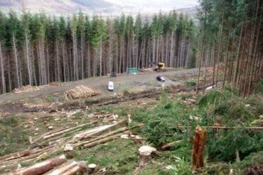 Торік в Україні незаконно вирубали 24 тис. кубометрів деревини