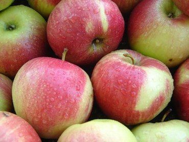 На яблуках заробляють заготівельники і даішники