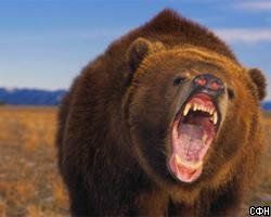 В Японии медведь напал на туристов