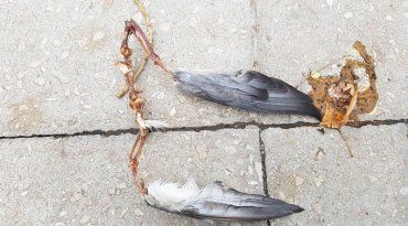 Ужгород. Рештки голуба знайдено недалеко від Боздоського парку.