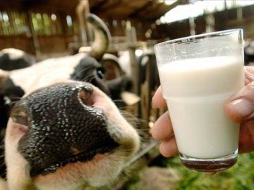 Закарпатский фермер продает молоко на Ровенщине