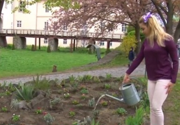 В Ужгородском замке студенты УжНУ высадили 50 кустов лаванды