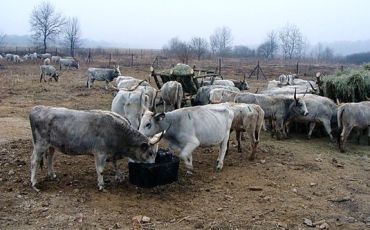 Так выглядели коровы , когда их привезли в Закарпатье