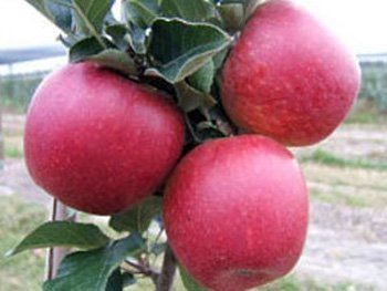 Исследователи потратили 20 лет на выведение нового сорта яблок