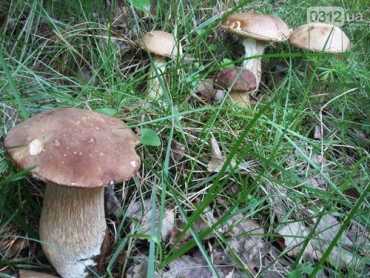 Белые грибы в Закарпатье