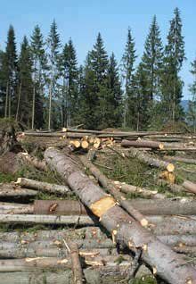 Розмір шкоди, завданої лісовим ресурсам, склав 66,294 тис. грн.