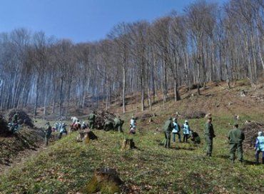 На высокогорье в Закарпатье высадили 6 тысяч молодых деревьев