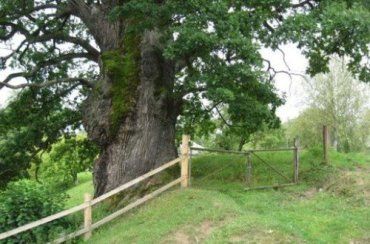 Старейшим деревом Закарпатской области признали Дедо-дуб