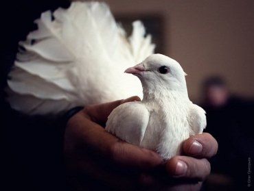 Выставка-ярмарка голубей в Мукачево