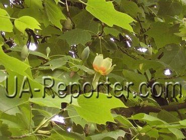В городе Ужгород расцвело тюльпанное дерево прямо на свалке