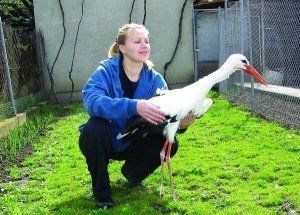 Осенью 2008-го птицу принесла домой дочь Мальвина Мересий