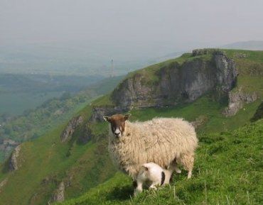 В День быка на Закарпатье провожают в горы овцеводов с отарами