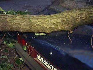 В Харькове дерево упало на сбивший его автомобиль.