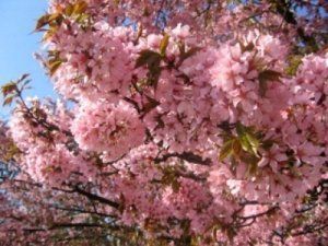В Ужгороде во время фестиваля цветения сакуры высадят новую аллею