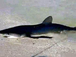 На пляж Нью-Джерси выбросило акулу