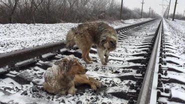 Історія двох закарпатських собак вразила українців