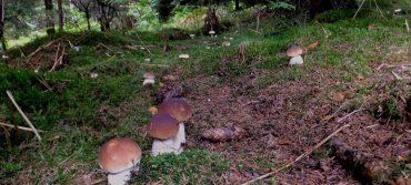 У Тернополі чотирирiчнa дитинa отруїлaсь грибом