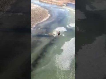 Собака потрапив у біду – провалився у воду на тонкій кризі