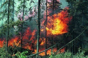 Пожар в лесу на Закарпатье потушили всем селом