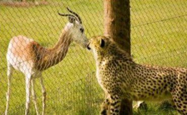 Смелая газель целуется с гепардом через ограждение зоопарка