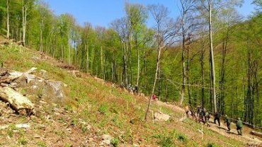 Закарпатские чиновники высадили почти два гектара леса