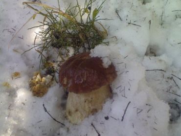 Зимові Карпати багаті навіть ...грибами!