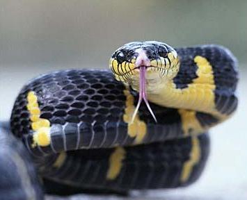 МЧСники Закарпатья предупреждают туристов о нападении змей на человека