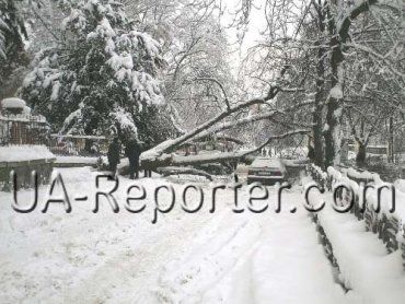 В центре Ужгорода дерево упало на "Шкоду" туриста из Венгрии
