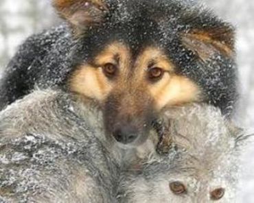 В Швеции объявлена охота на диких волков