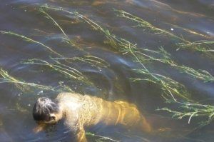 На Закарпатье во время купального сезона гибнут люди на водоемах