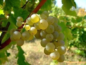 Из-за заморозков в Закарпатье ожидают урожай менее сладкого винограда