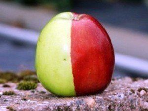 Британский фермер вырастил двухцветное яблоко