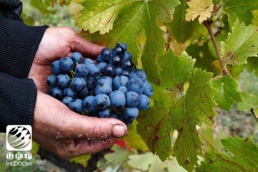 Сбор урожая на виноградниках агрофирмы Леанка в Закарпатье